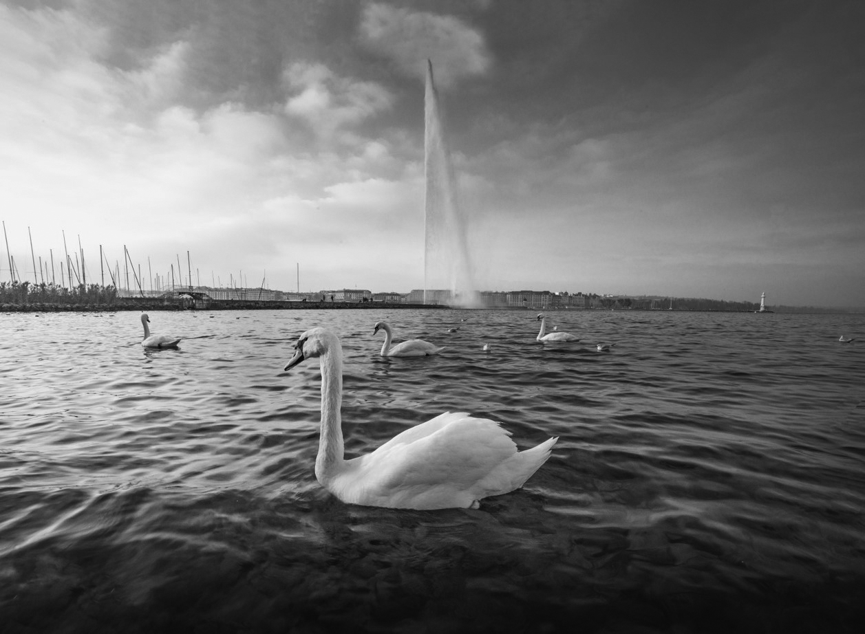Swans on Lake Geneva