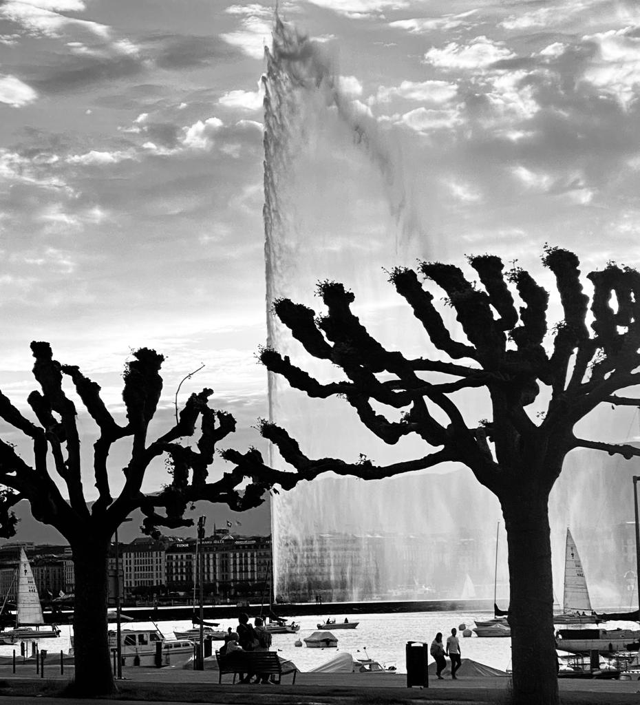 Pollarded trees on the Geneva lakefront